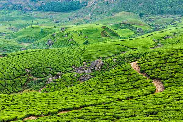 高標準農田觀測場農業四情監(jiān)測建設可行性方案